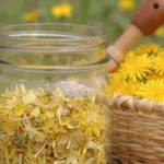 dandelion flower jelly rustic charm 2026 05 02 134108 1